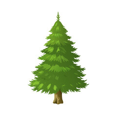 Realistic Green Pine or Fir Evergreen Tree Vector Illustration