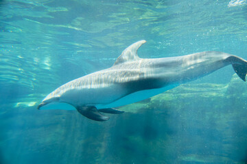 Obraz premium dolphin in the water