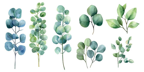 Set of green eucalyptus leaves watercolor png. Watercolor eucalyptus branches with green branches. Green watercolor elements for wedding designs and more. Watercolor green botany. © Narin
