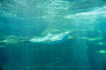 Fototapeta premium dolphin in the water