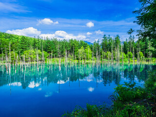 北海道　青い池　美瑛