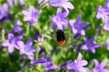 Steinhummel (Bombus lapidarius) im Flug