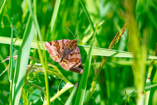 Braune Tageule (Euclidia glyphica)