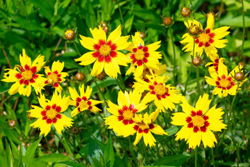 Blüten des Großblumigen Mädchenauges (Coreopsis grandiflora)