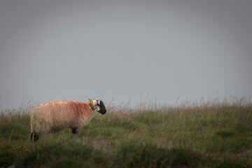 Dartmoor sheep on a foggy and rainy day in Darmoor national park, Devon, England.