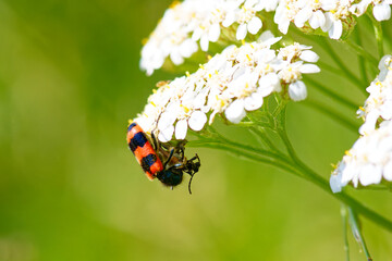 Gemeiner Bienenkäfer (Trichodes apiarius) mit erbeuteten Insekt ( Schmalbock )