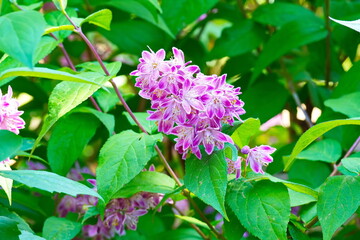 Blüten der Deutzie (Deutzia)