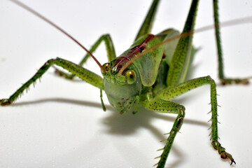 The green grasshopper is a species of insect from the family True grasshoppers on a white...
