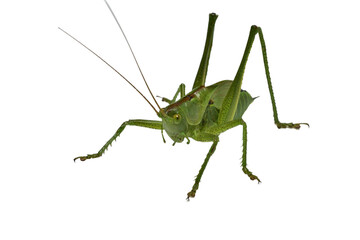 The green grasshopper is a species of insect from the family True grasshoppers on a white background.