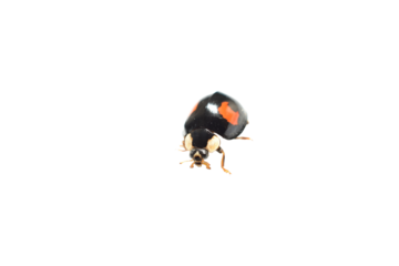 Harmonia variabilis, harlequin ladybug, Asian ladybug on white background.