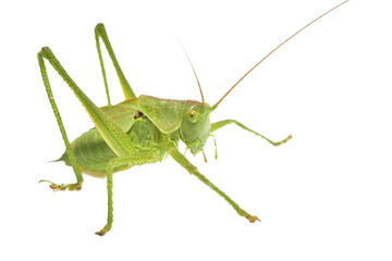 The green grasshopper is a species of insect from the family True grasshoppers on a white background.