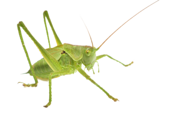 The green grasshopper is a species of insect from the family True grasshoppers on a white background.