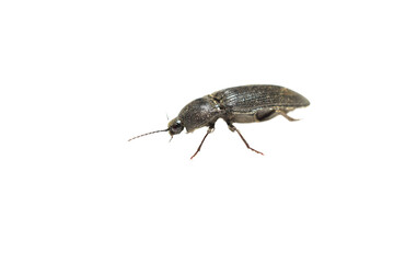 Click beetles are a genus of click beetles on a white background.