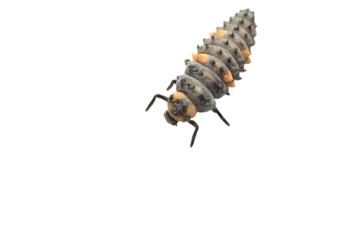 Ladybug larva, or coccinellids - a family of beetles on a PNG background.