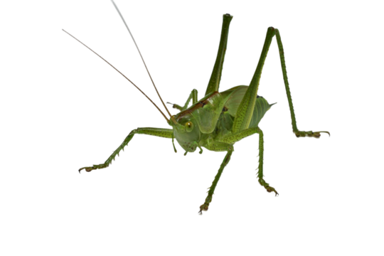 The green grasshopper is a species of insect from the family True grasshoppers on a white background.