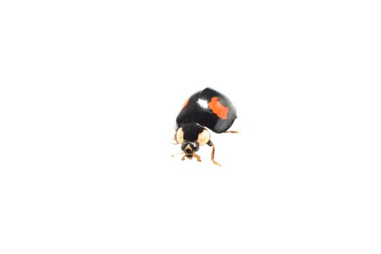 Harmonia variabilis, harlequin ladybug, Asian ladybug on white background.