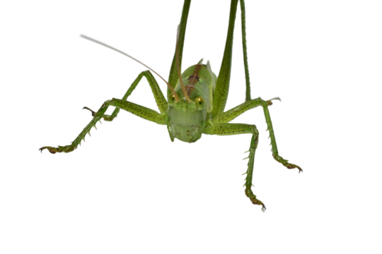 The green grasshopper is a species of insect from the family True grasshoppers on a PNG background.