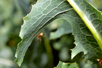 The Phylloneta impressa spider sits on a green leaf of a plant.