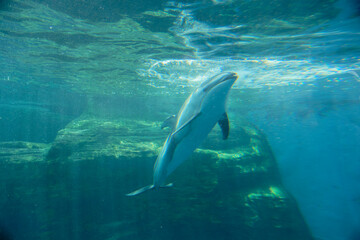 Fototapeta premium dolphin in the water