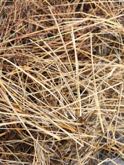 Close-up of dried brown and golden grass blades, creating a textured natural background.