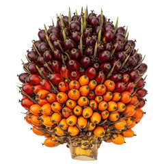 A cluster of palm fruit isolated on a transparent background