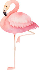 Watercolor painting of a pink flamingo on transparent background.