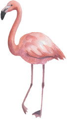 Watercolor flamingo illustration on transparent background.