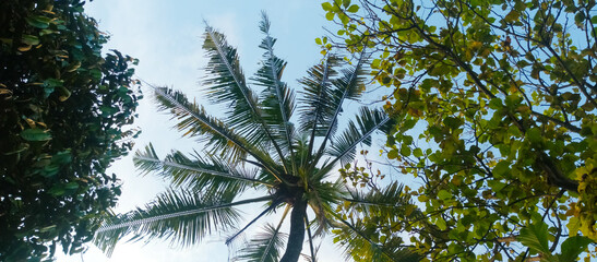 Fototapeta premium palm trees against blue sky