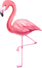 Watercolor painting of a pink flamingo on transparent background.