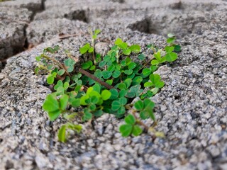 green plant growing in soil