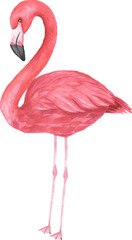 Watercolor flamingo illustration on transparent background.