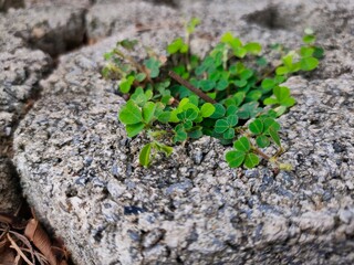 young green plant