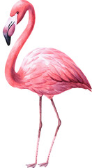 Watercolor painting of a pink flamingo on transparent background.