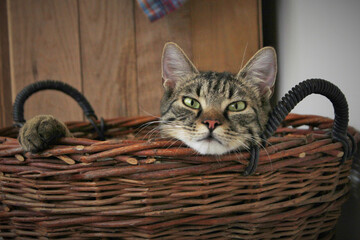 cat in basket