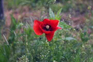 Red poppy in the field
