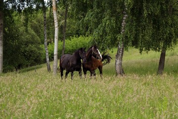 horses in the field
