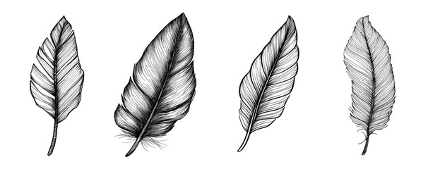 Sketches of various leaf designs in black and white style - Concept of isolated sketch  