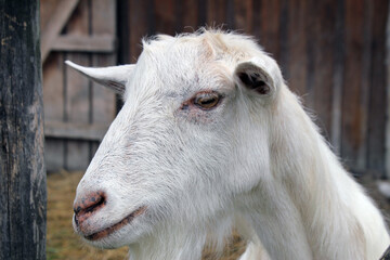 White portrait of a goat