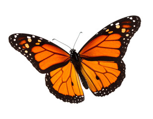 Obraz premium Beautiful monarch butterfly with vibrant colors.