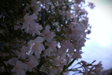 fiori primo piano e poi sfocati