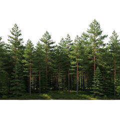 Dense pine forest with tall trees and lush green foliage isolated on transparent background
