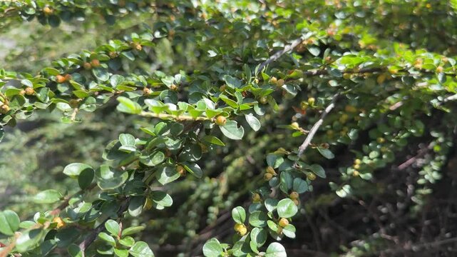 Cornus fruit .Dogwood berries are hanging on a branch of dogwood tree. Cornel, Cornelian Cherry Dogwood. Horizontal