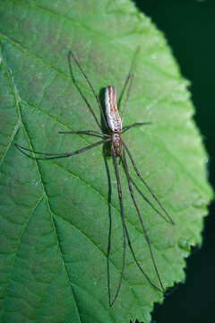 Tetragnatha extensa, Common Long-jawed Orbweb Spider