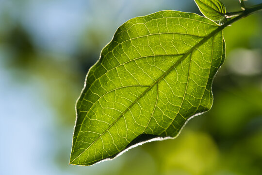 A green Leaf