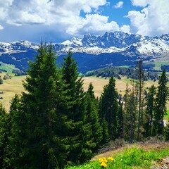 mountain landscape with trees
