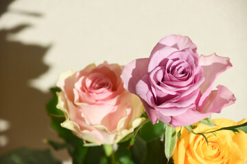 紫とピンクのばら