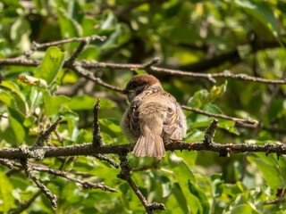 A small brown Eurasian Tree Sparrow perched on a branch in lush green foliage
