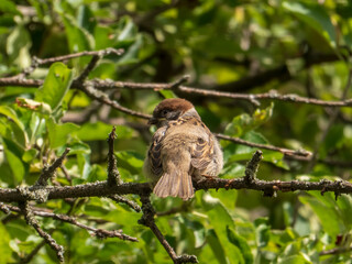 A charming Eurasian Tree Sparrow perched on a tree branch amidst vibrant green leaves