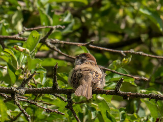 A small brown Eurasian Tree Sparrow perched on a branch in lush green foliage