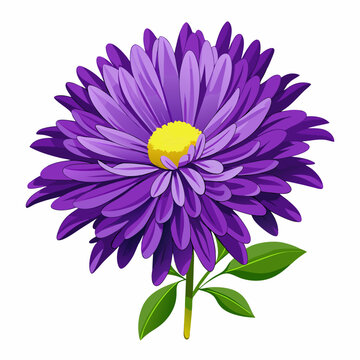 Detailed vector illustration of a vibrant purple aster flower with a delicate daisy companion